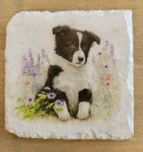 Load image into Gallery viewer, Decoupage Border Collie Coasters - Decoupage Border Collie Coasters - Decoupage Border Corder collie coasters, white square coaster, with black and white border collie image with flowers