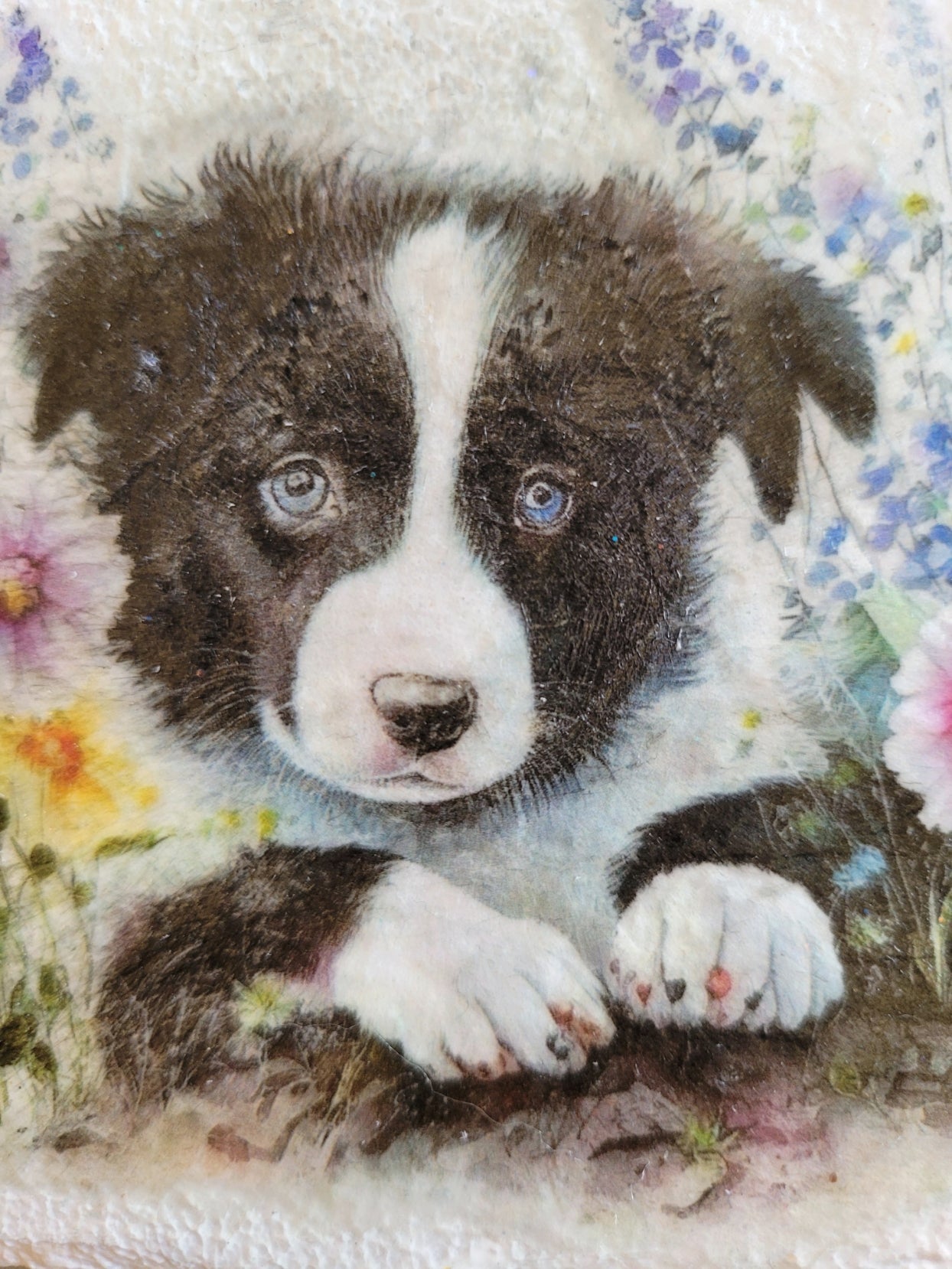Decoupage Border Collie Coasters - Border collie puppy image on a white background with flowers