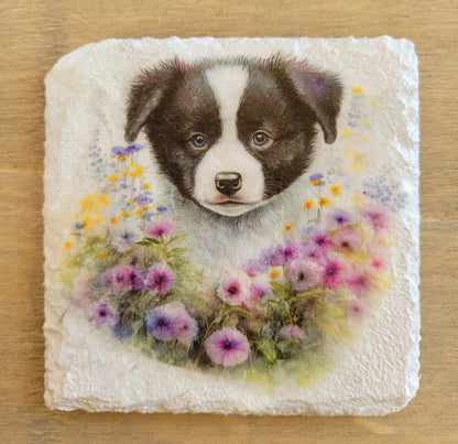 Decoupage Border Collie Coasters - Decoupage Border Collie Coasters - Decoupage Border Corder collie coasters, white square coaster, with black and white border collie image with flowers 