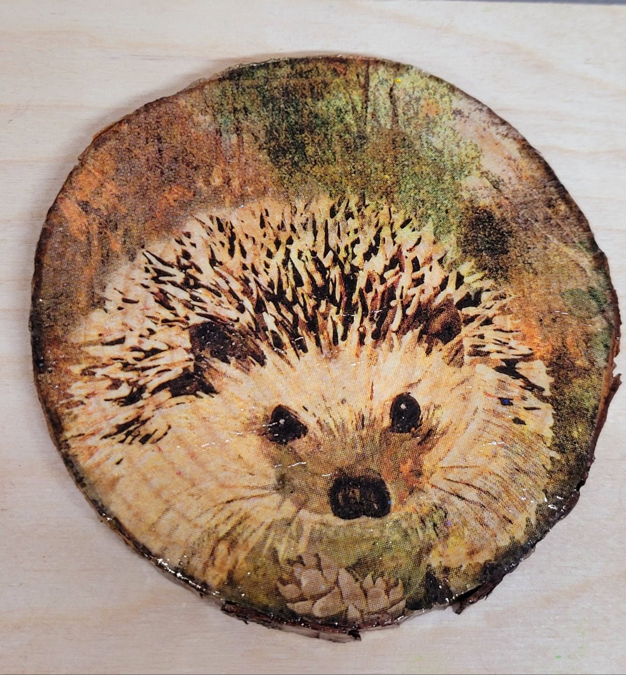 one Decoupage Natural Wood Slice Hedgehog coaster. Varnished glossy look, hedgehog detail and bark left on the outer edge