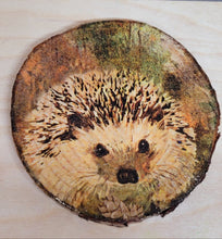 Load image into Gallery viewer, one Decoupage Natural Wood Slice Hedgehog coaster. Varnished glossy look, hedgehog detail and bark left on the outer edge
